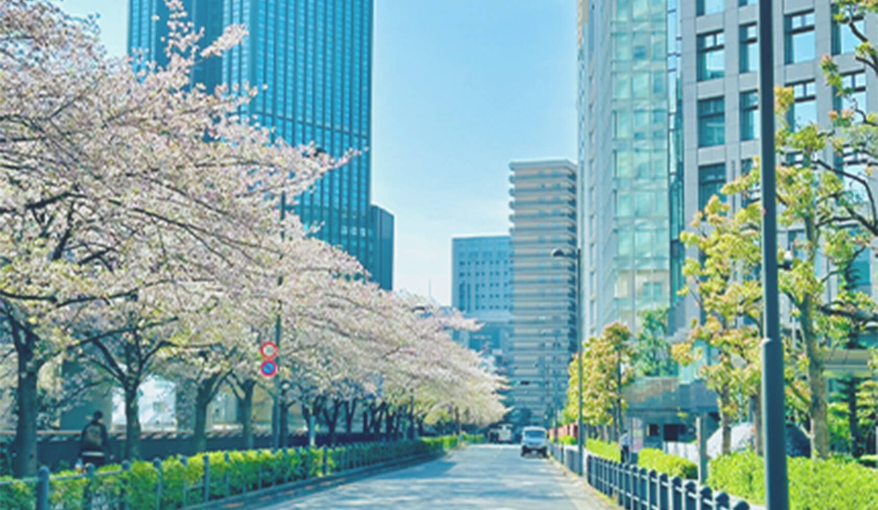 桜並木のオフィス街の写真